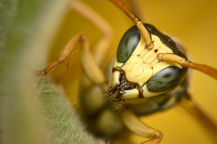 ¿QUÉ ES LA ZOONOSIS?