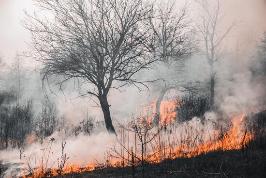 INCENDIOS FORESTALES AUMENTARÁN 30% PARA 2050